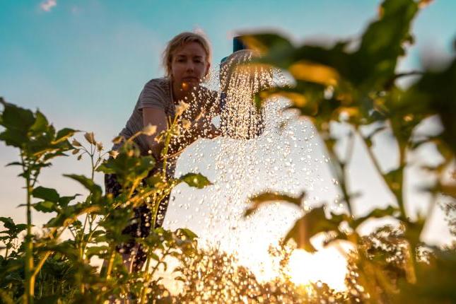 Woman watering crops.